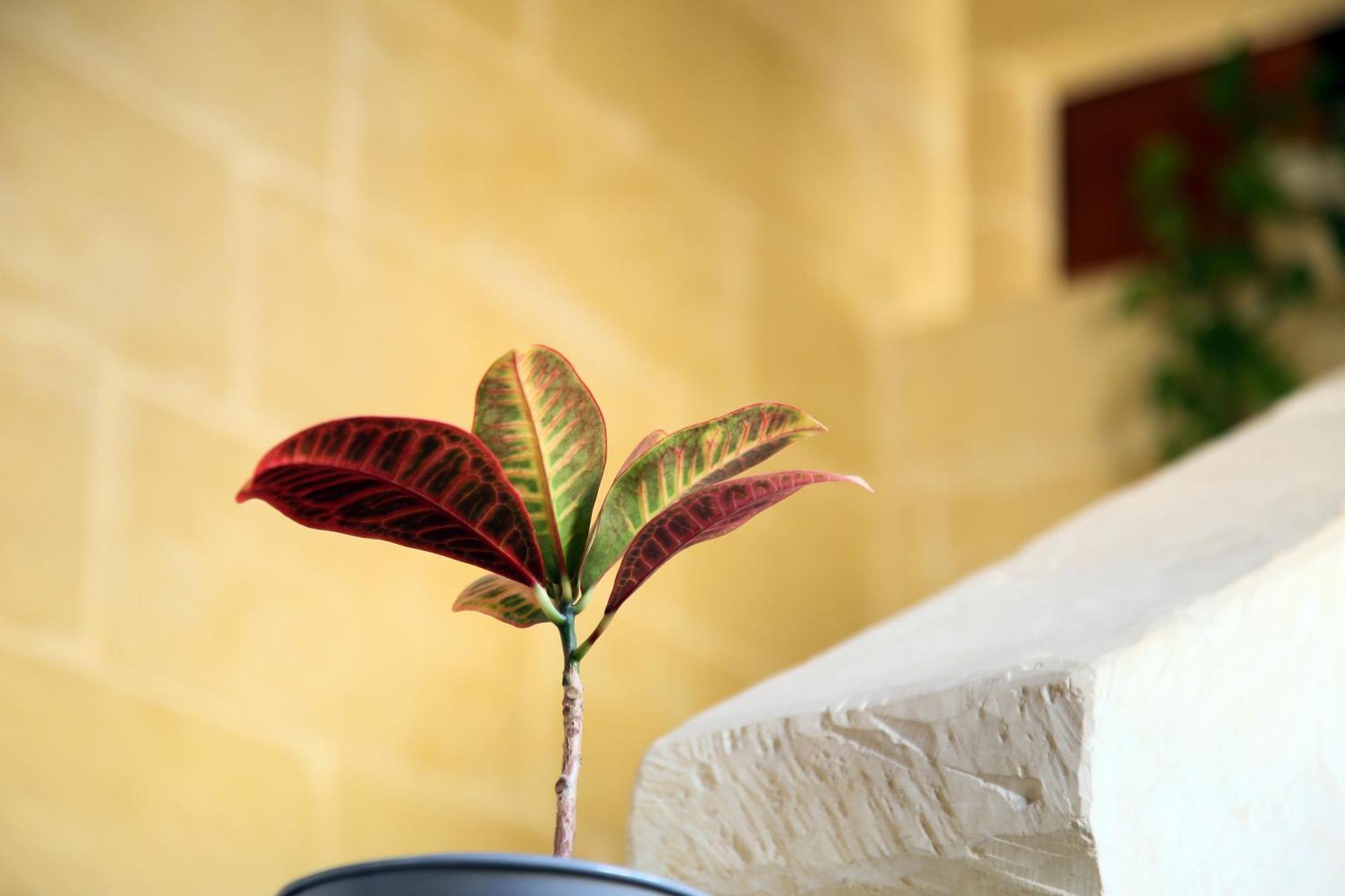 A La Maison B&B Xagħra Eksteriør billede